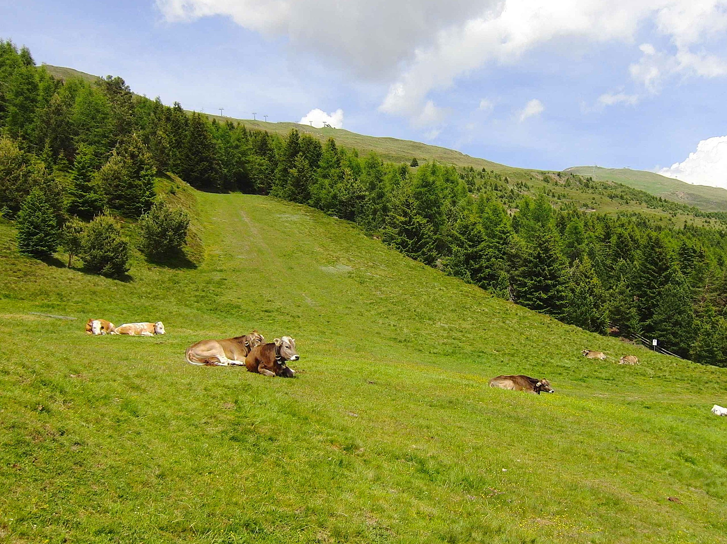 Almwiese mit weidenden Kühen im Sommer, dahinter der Waldrand